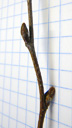 silver birch (betula pendula), buds slender, egg-shaped, sticking out, often with glossy secretions on the top. 2009-01-26, Pentax W60. keywords: betula verrucosa, weiss-birke, bouleau verruqueux, bouleau commun, betulla bianca